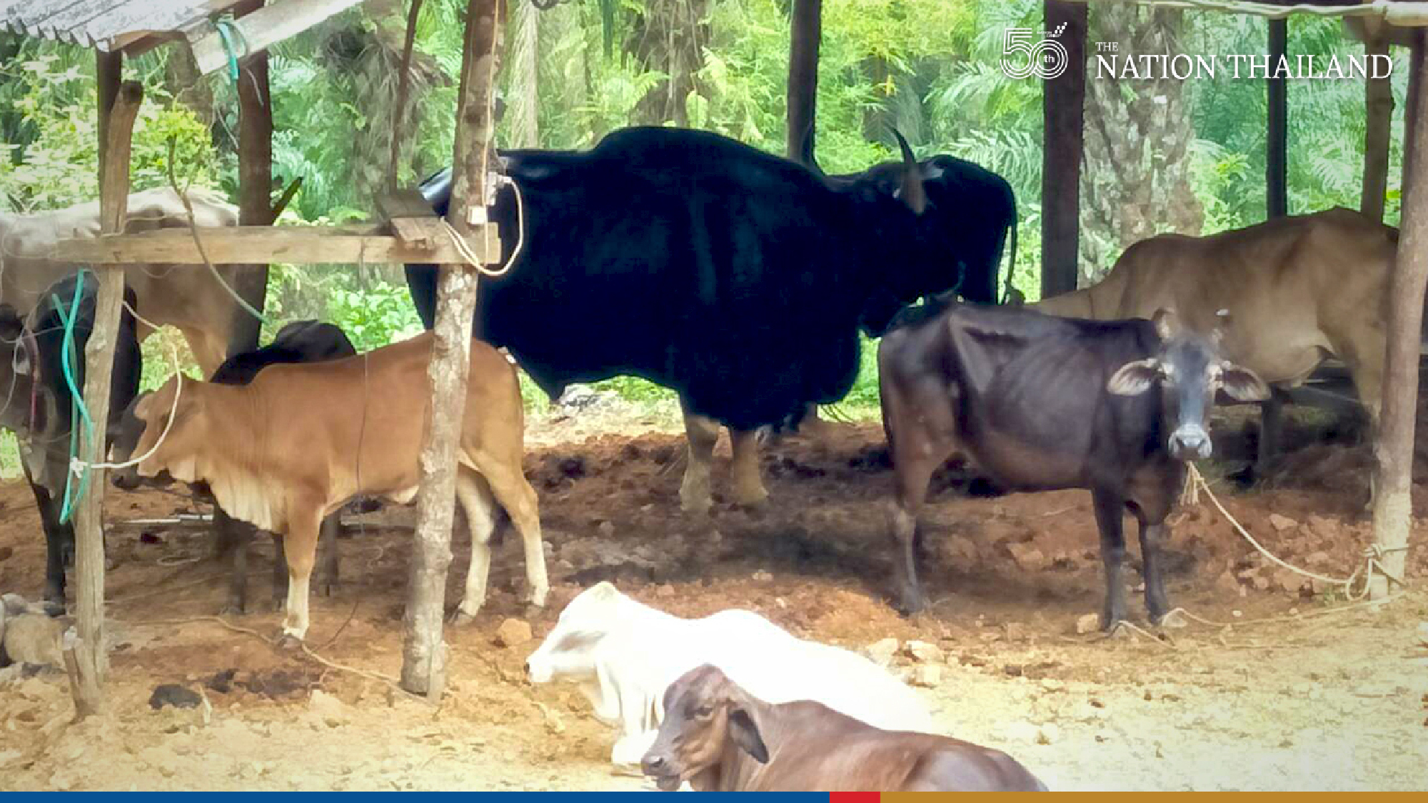 Alert sounded as wild bull flees national park for second time in a month