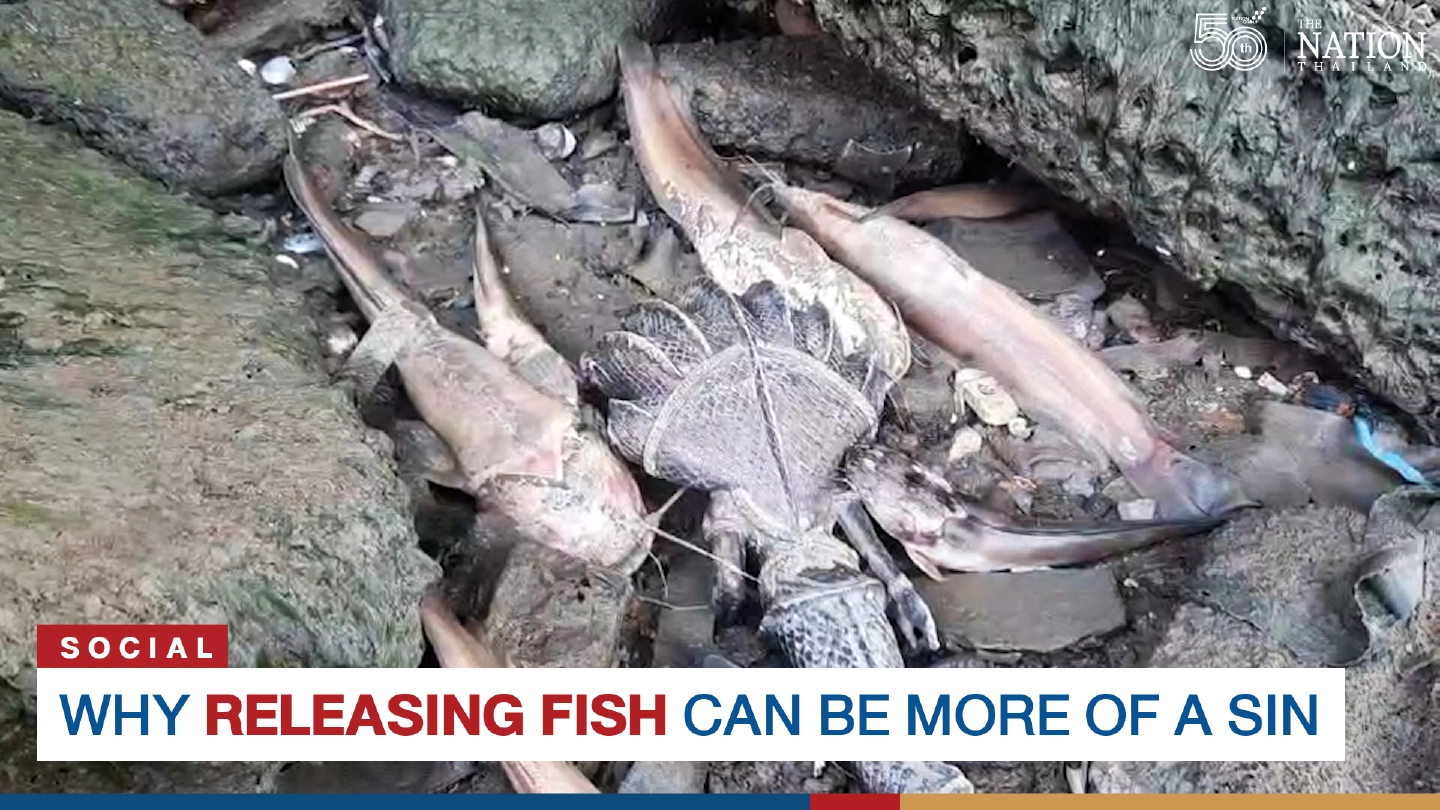 Why releasing fish can be more of a sin