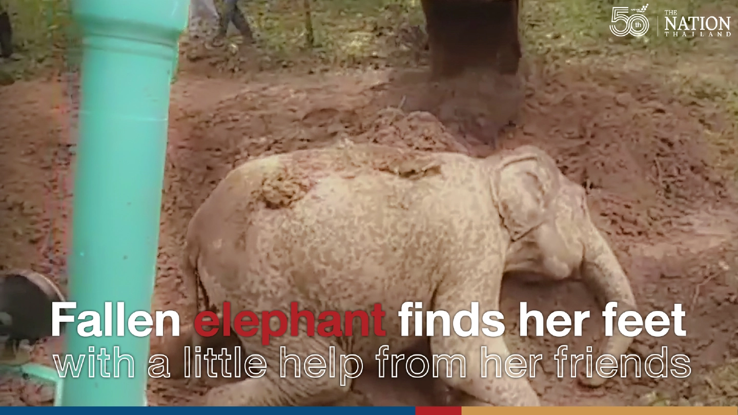 Fallen elephant finds his feet – with a little help from his friends