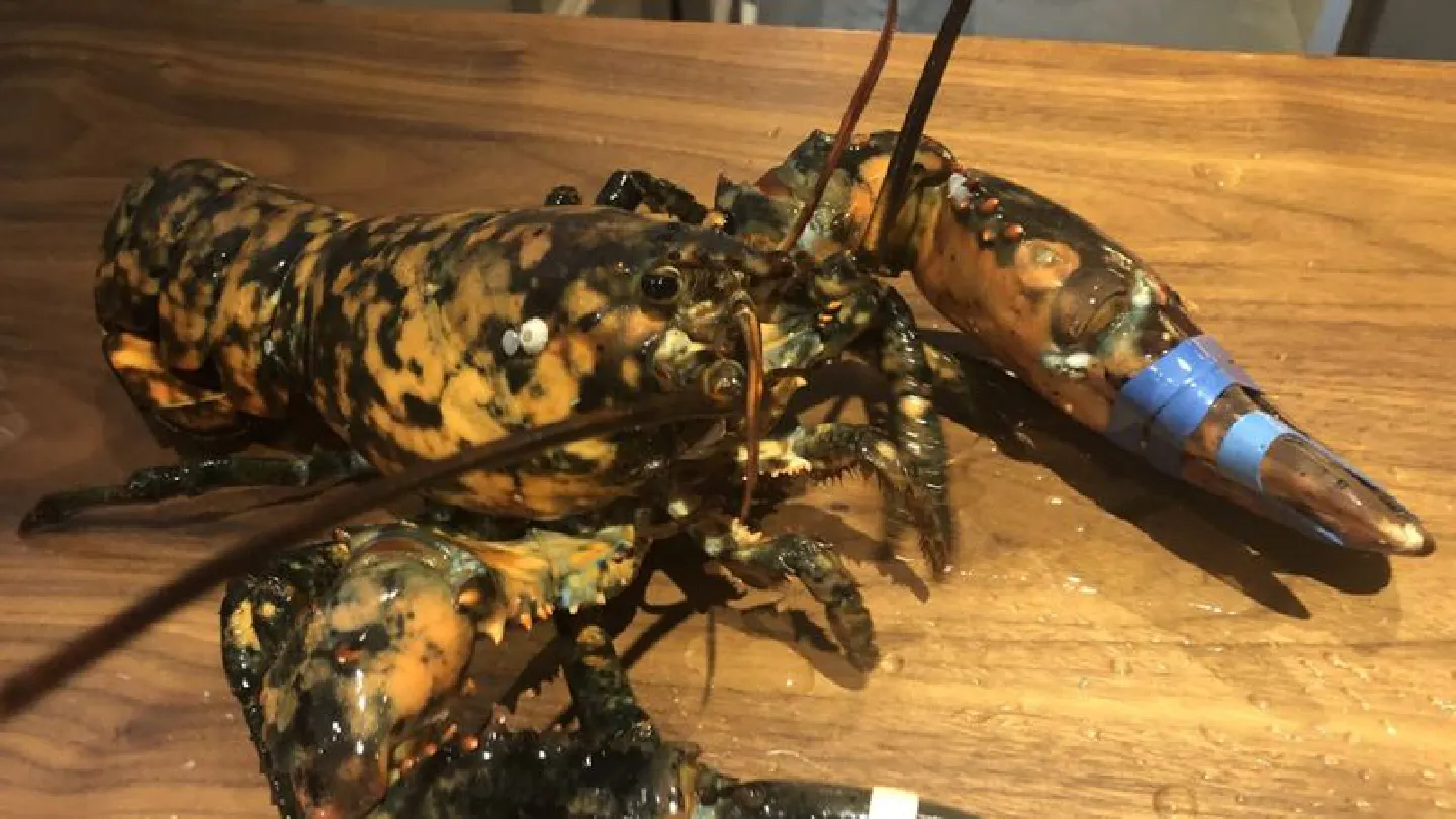 Rare calico lobster found at restaurant heads to Virginia exhibit Rare calico lobster found at restaurant heads to Virginia exhibit
