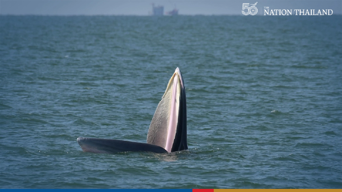 Bryde’s Whales, porpoises, dolphins spotted