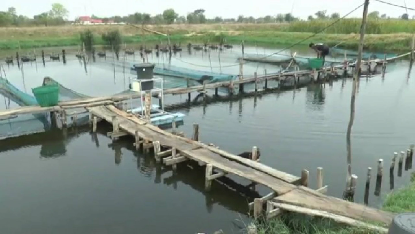 Farmers urge government support as fish stocks go unsold Farmers urge government support as fish stocks go unsold