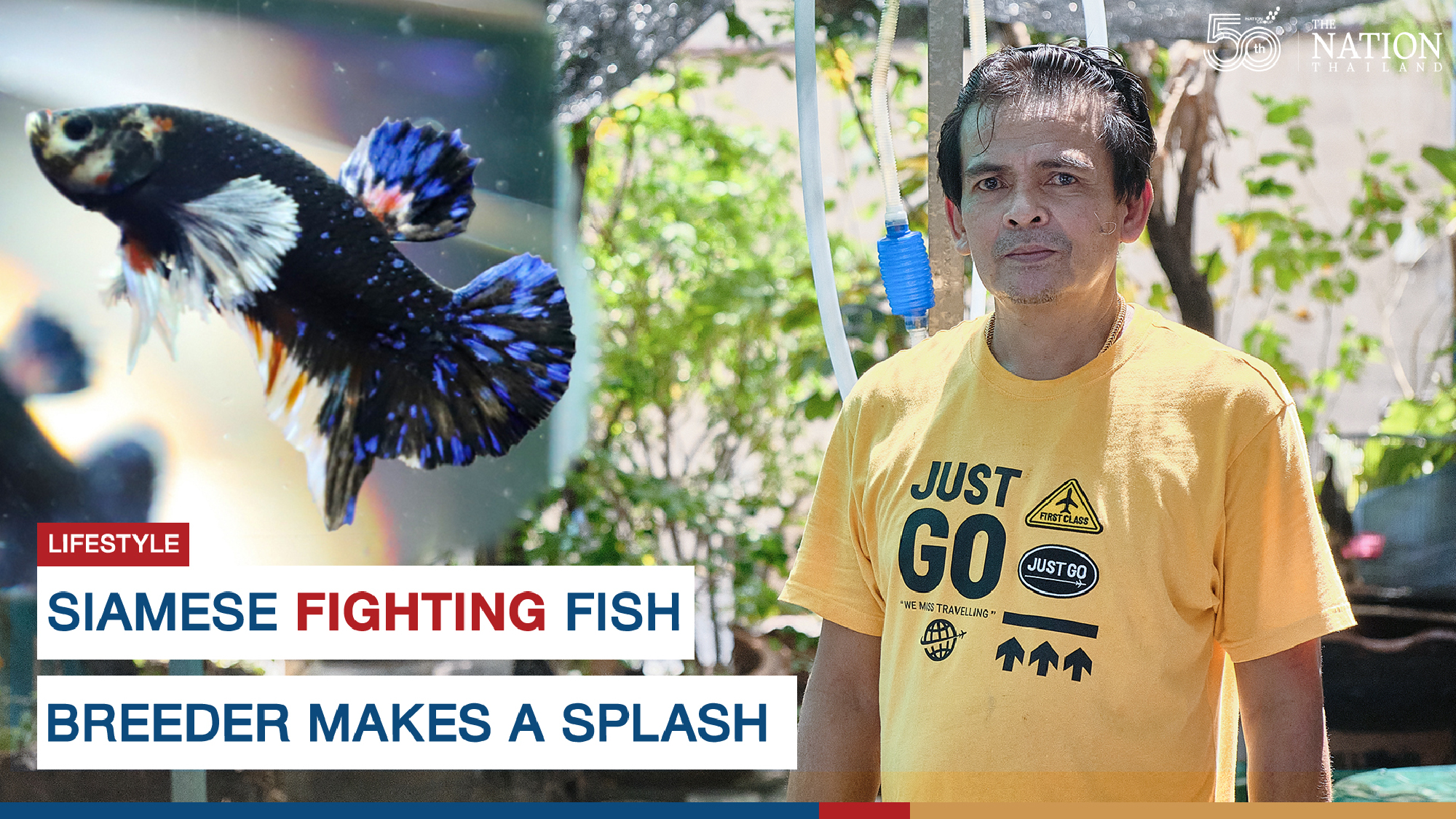 Thailand’s fighting fish still the world champions, says betta breeder
