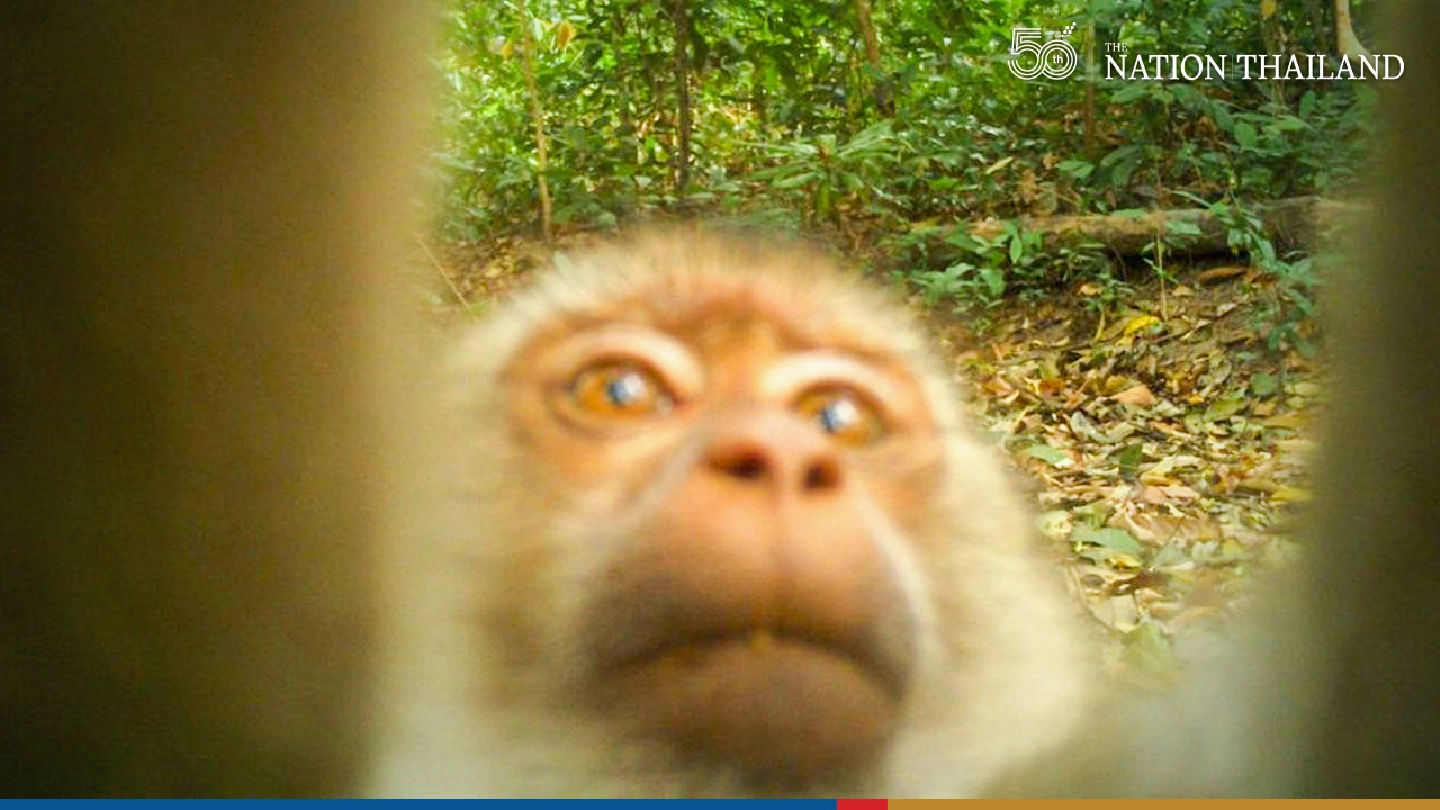 Camera traps offers insights into wildlife at sanctuary