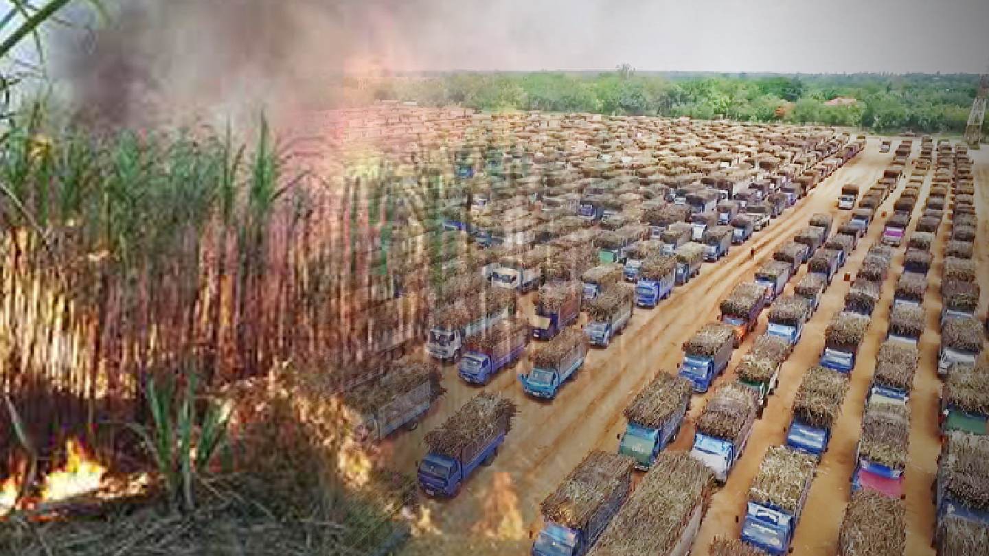 Cabinet okays THB6-billion subsidy to further reduce burning of sugarcane fields
