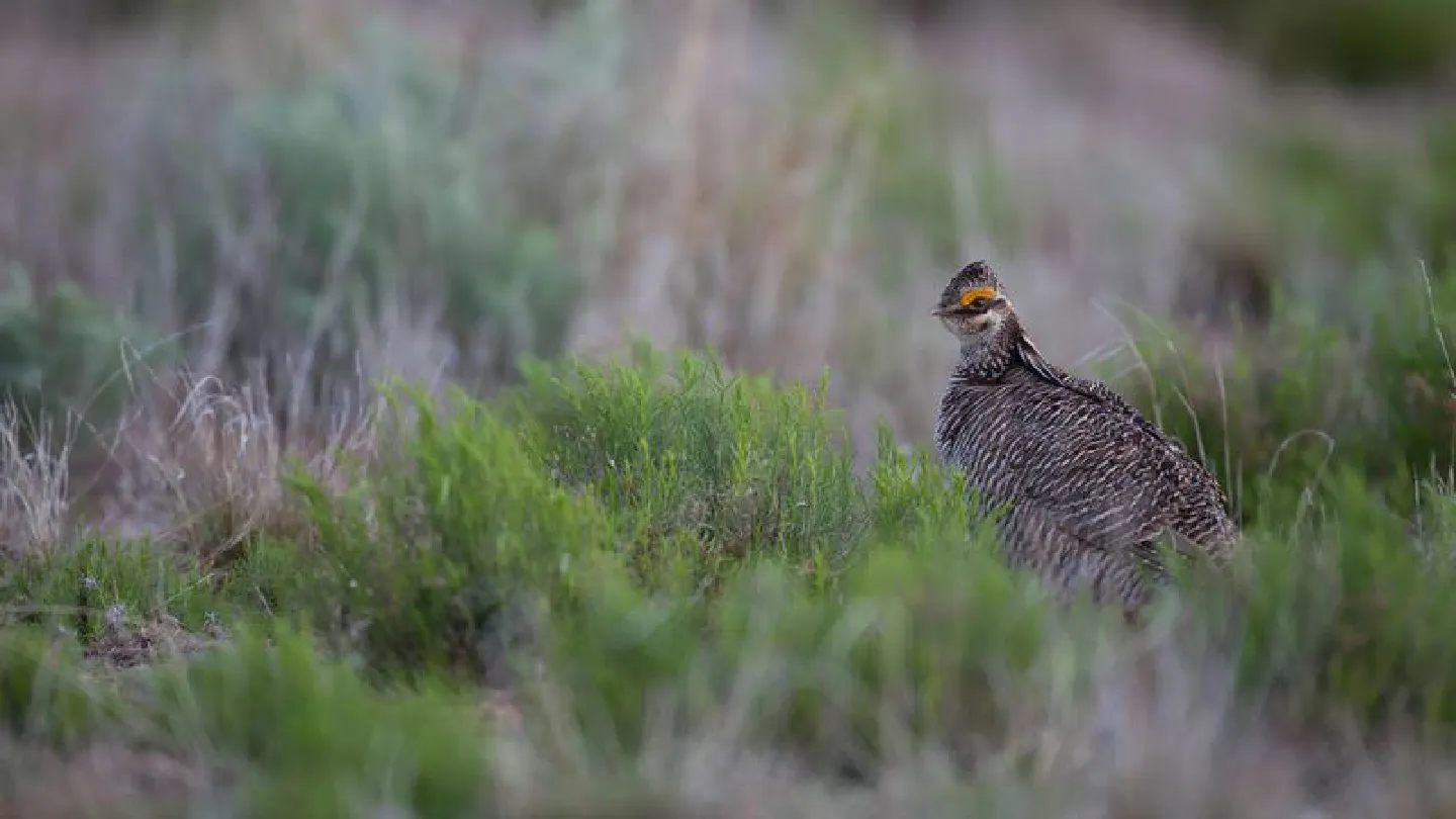 Biden administration proposes protections for threatened bird species out West, setting up clash with oil and gas industry Biden administration proposes protections for threatened bird species out West, setting up clash with oil and gas industry