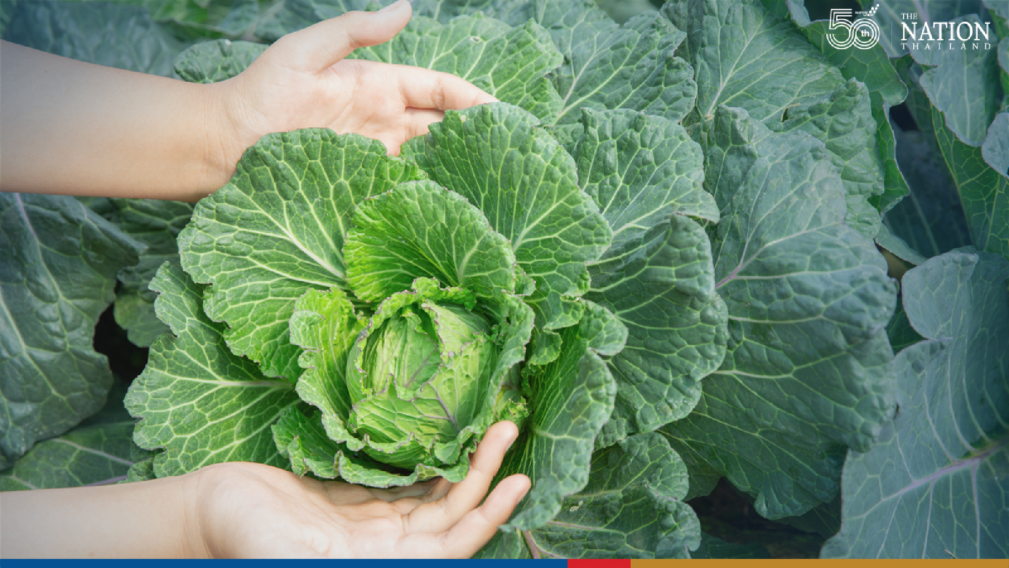 Thai vegetable exports rise in Q1 as Chinese demand doubles