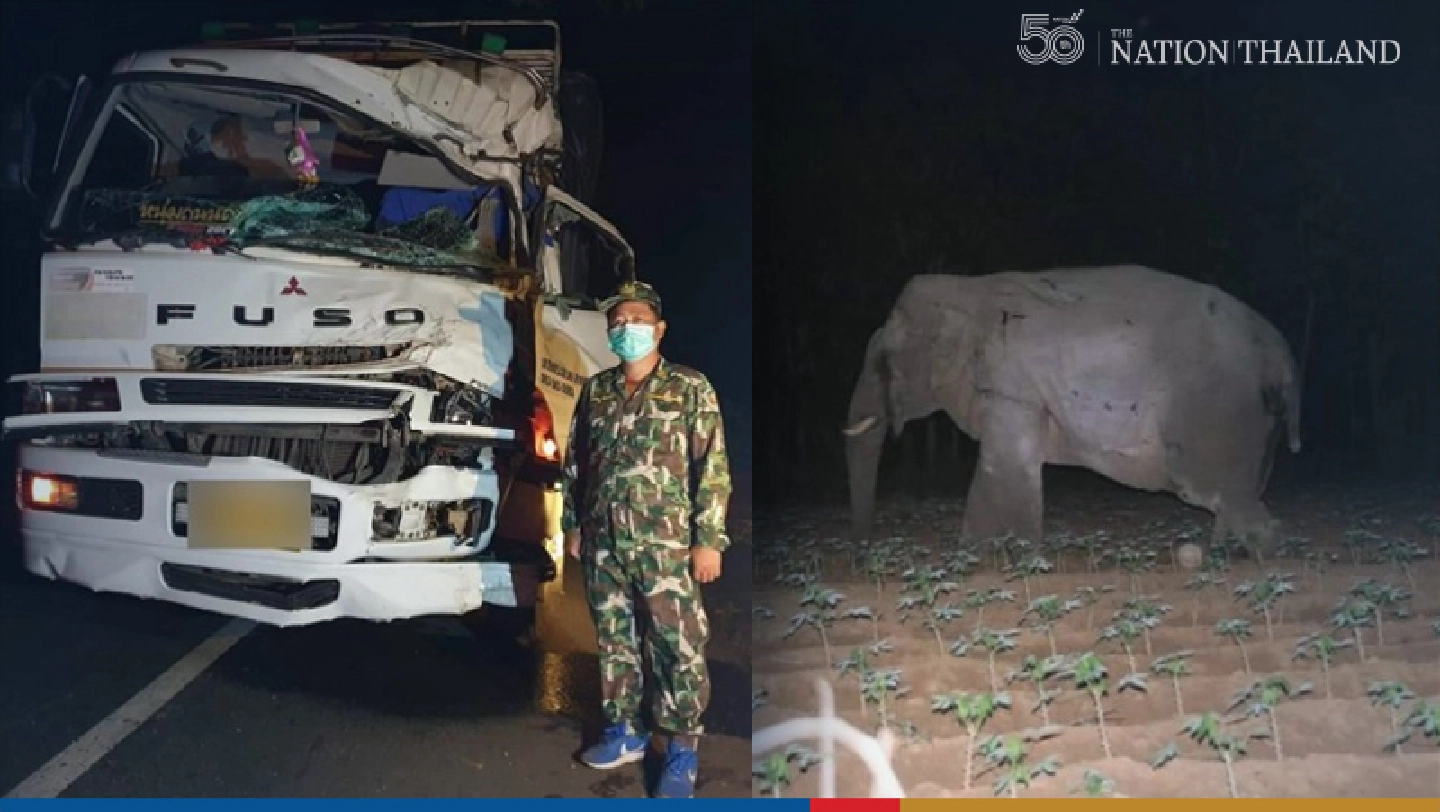 Elephant limps away after collision with 10-wheel truck