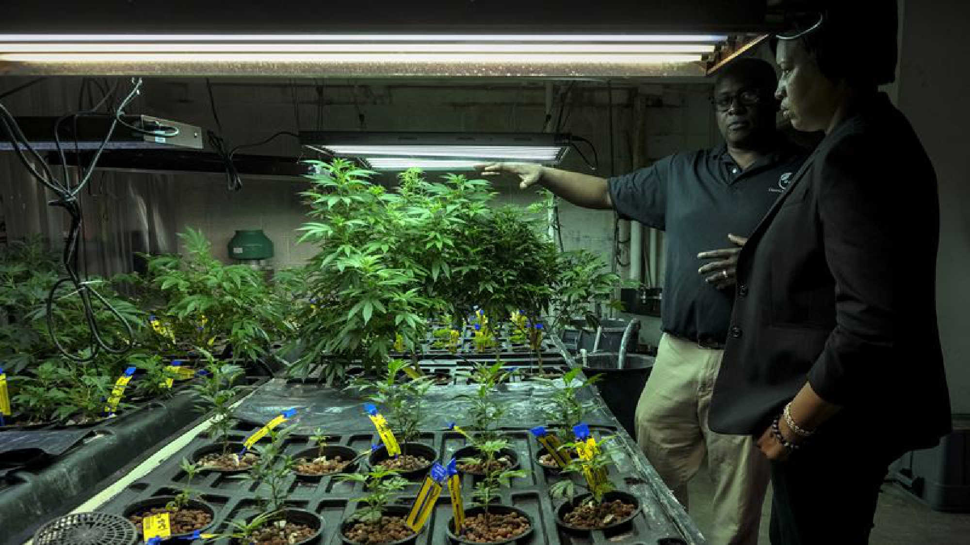 Biden budget lifts restriction on funds for abortions, keeps ban on pot sales