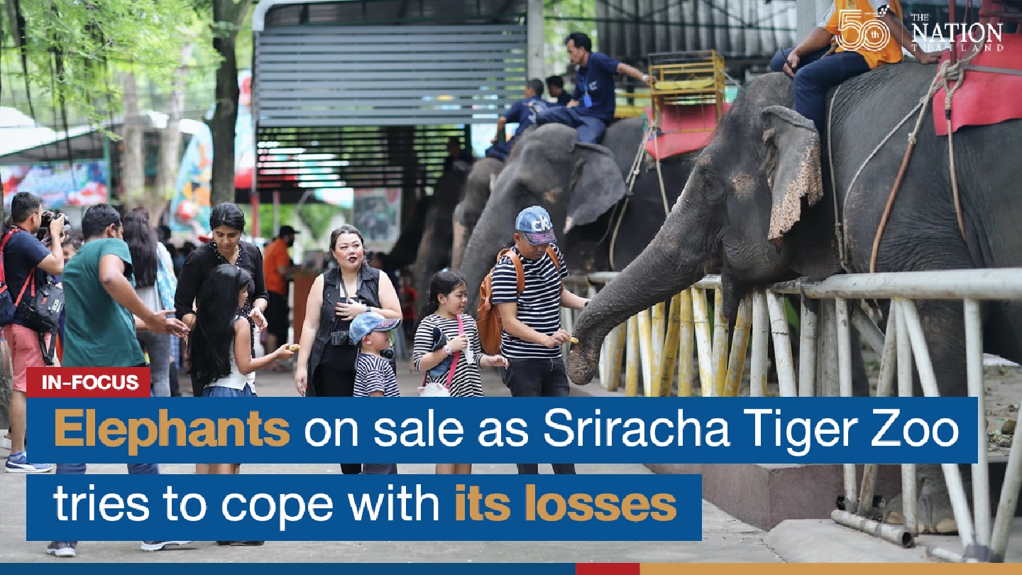 Elephants on sale as Sriracha Tiger Zoo tries to cope with its losses