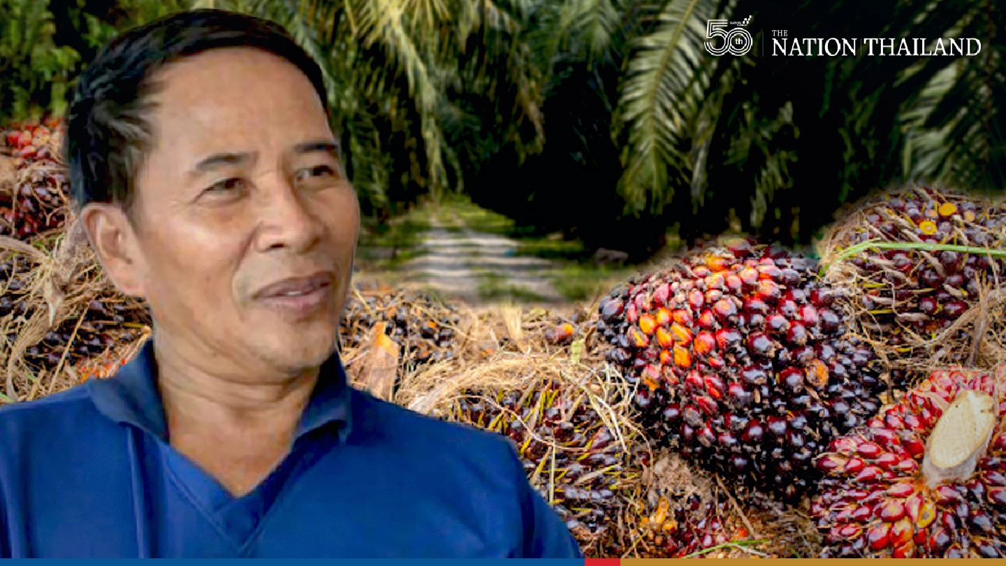 Oil palm growers in Krabi to protest over falling price Oil palm growers in Krabi to protest over falling price