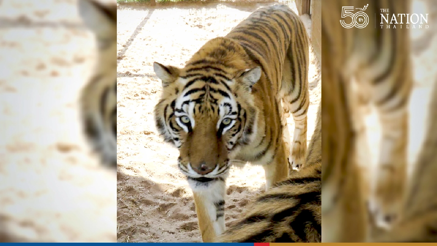 Authorities seize 68 big cats from Tiger King couple who allegedly abused animals, threatened federal official