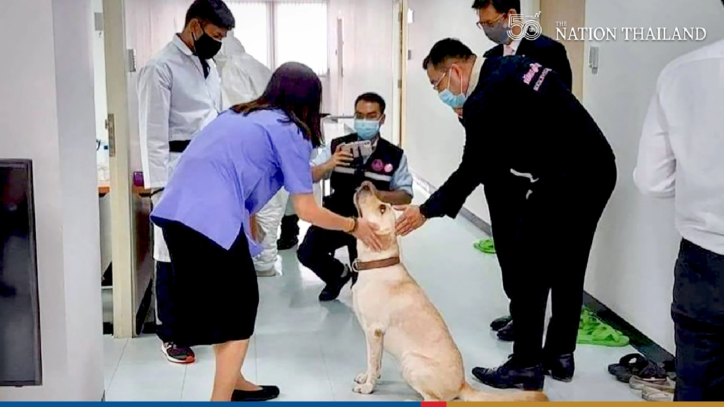 Covid-sniffer dogs prepped for Bangkok streets Covid-sniffer dogs prepped for Bangkok streets