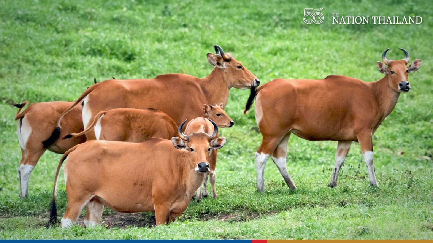 Herd of rare banteng spotted in Huai Kha Khaeng Herd of rare banteng spotted in Huai Kha Khaeng