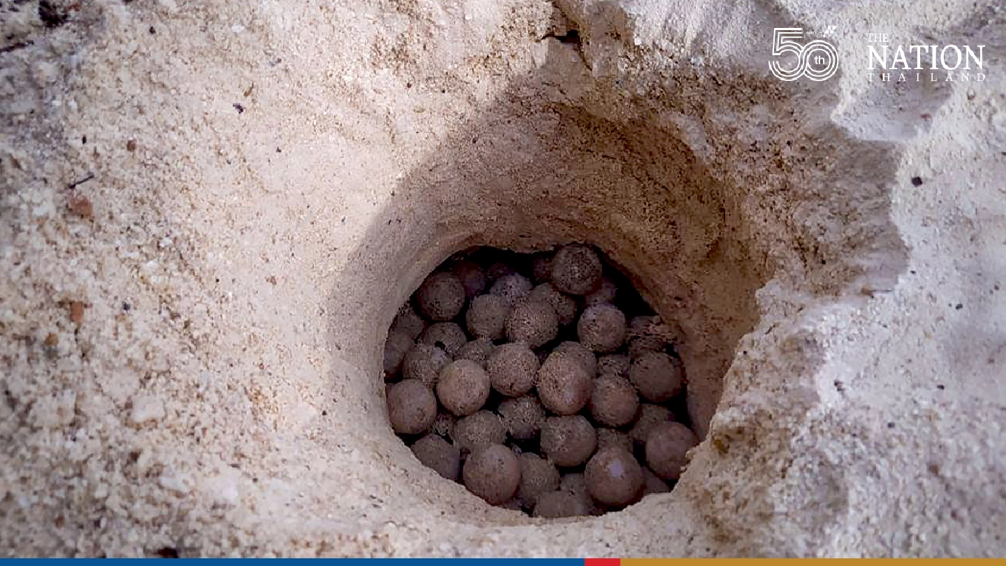 Rare hawksbill sea turtle eggs found on island off Prachuap Khiri Khan Rare hawksbill sea turtle eggs found on island off Prachuap Khiri Khan