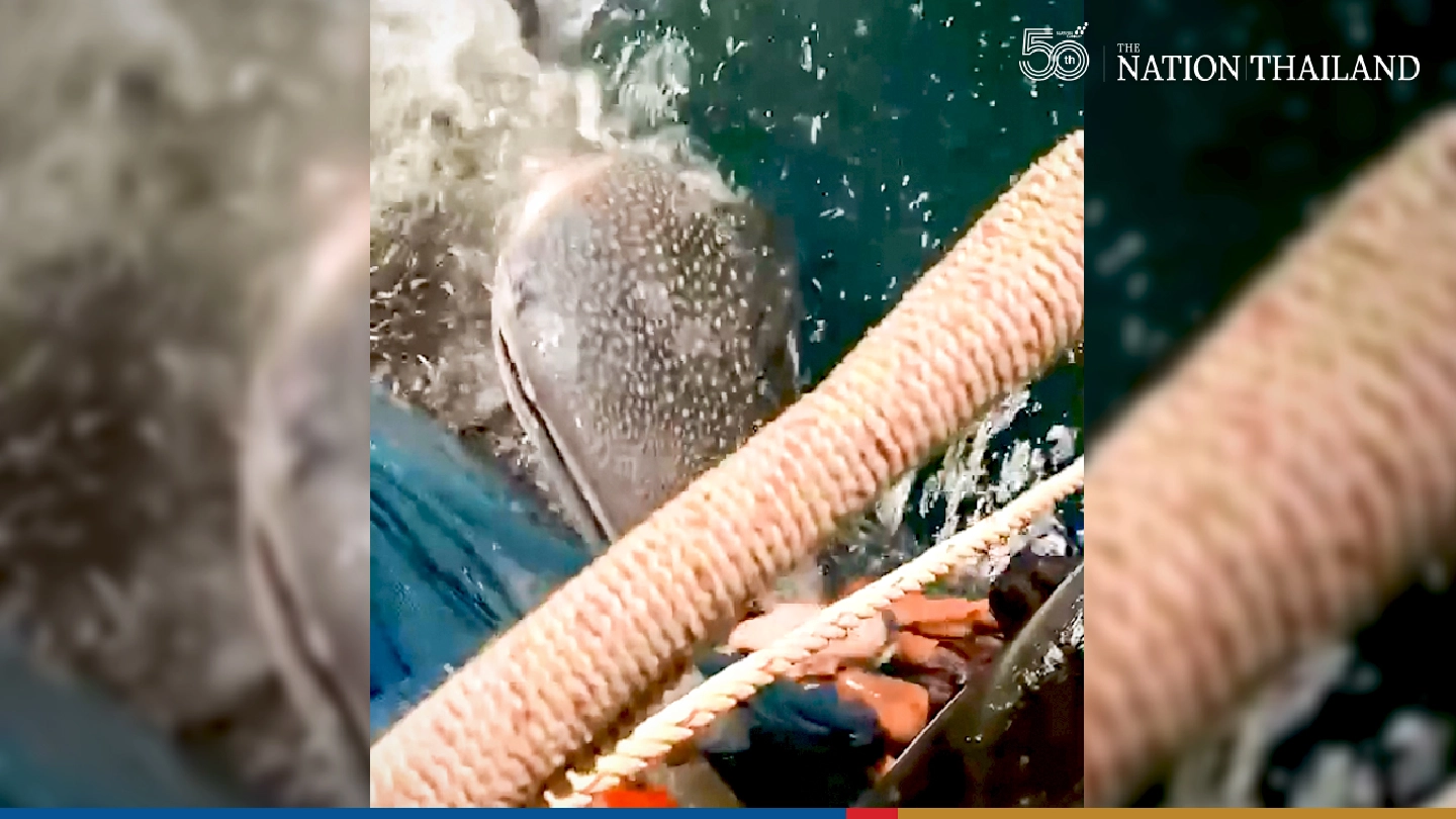 Whale shark freed from fishing nets in Phang Nga