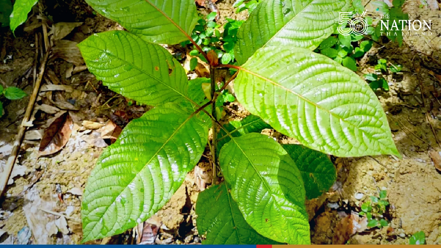 Kratom removed from narcotics list, paving way for new cash crop