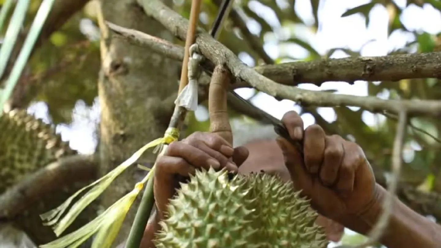 [Video clip] King of durians!