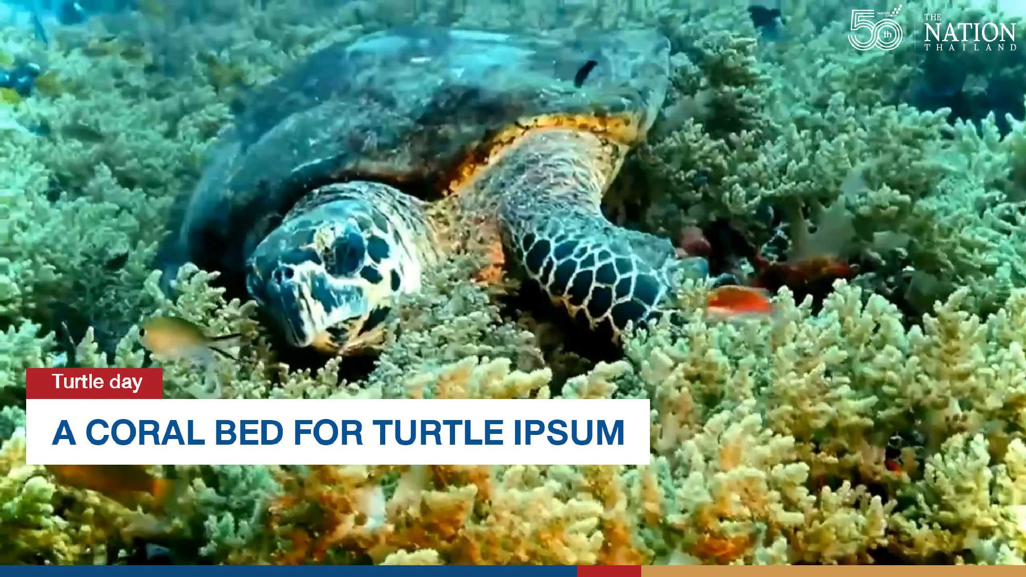 A coral bed for turtle
