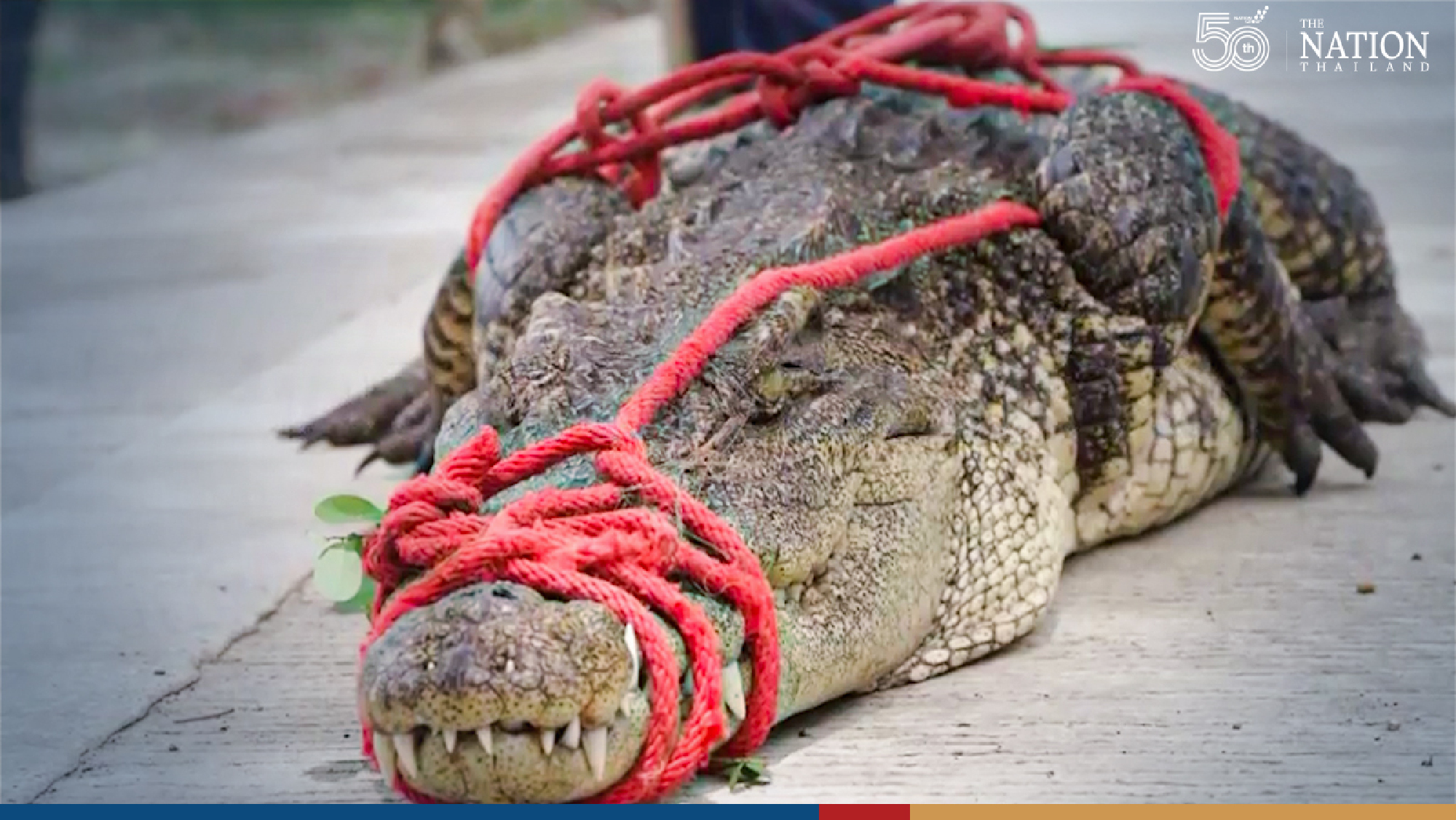 Fierce mother croc snared and returned to wild in Nakhon Sawan