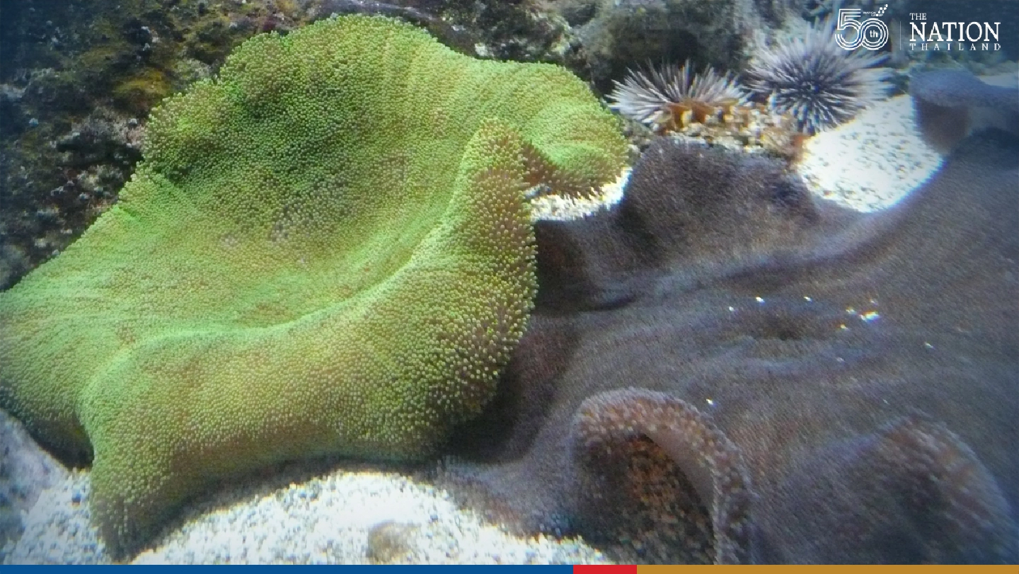 Environmentalist urges Thais to stop eating home of clownfish