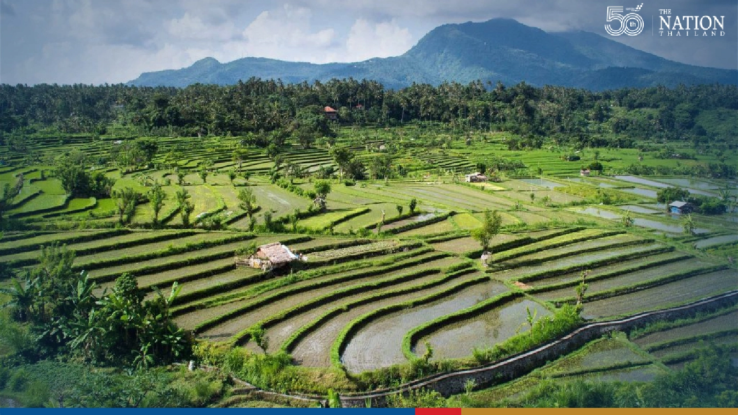 Drop in water reserves reduces Thai rice harvest for next year Drop in water reserves reduces Thai rice harvest for next year