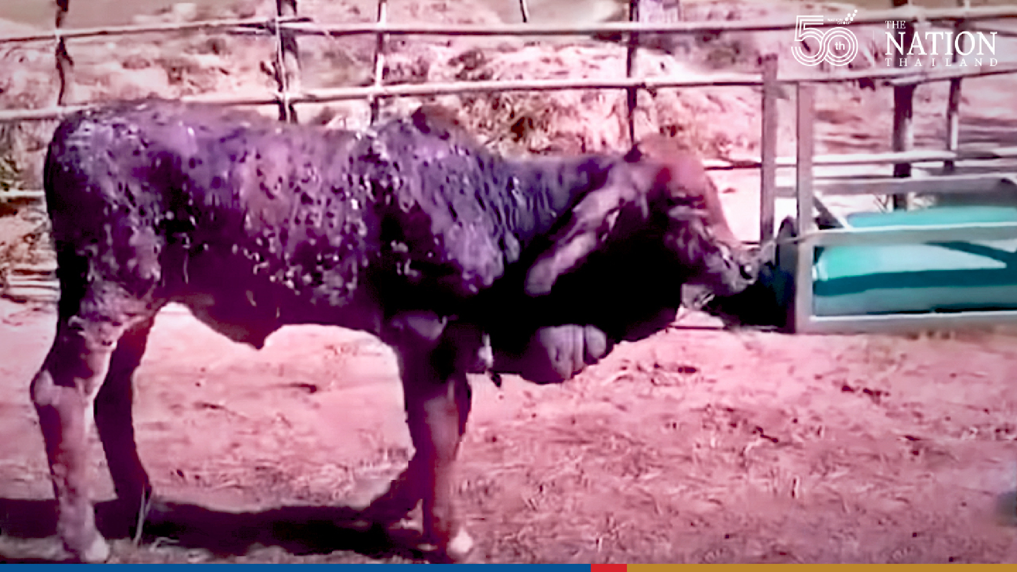 Skin disease now killing cattle daily, say Korat farmers