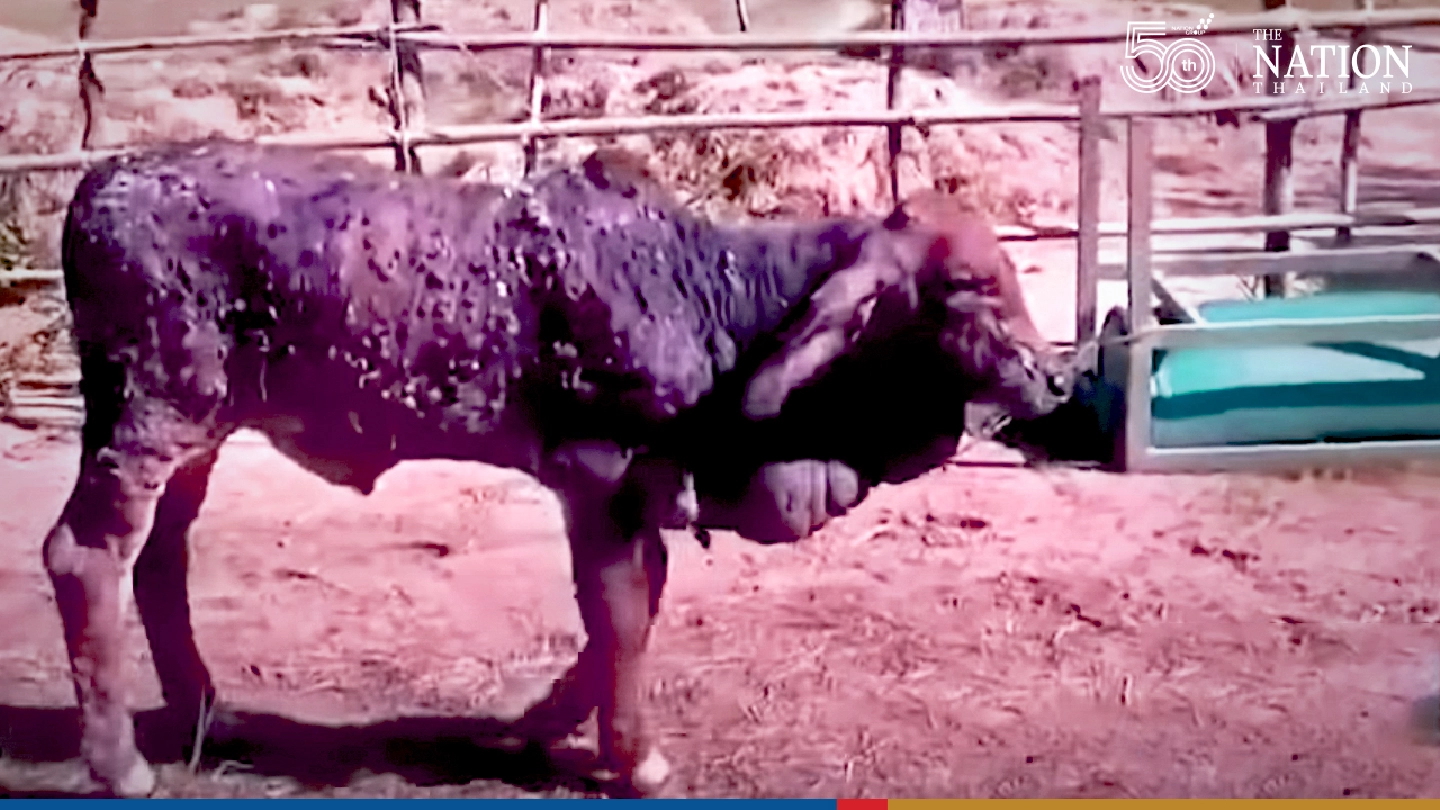 Skin disease now killing cattle daily, say Korat farmers