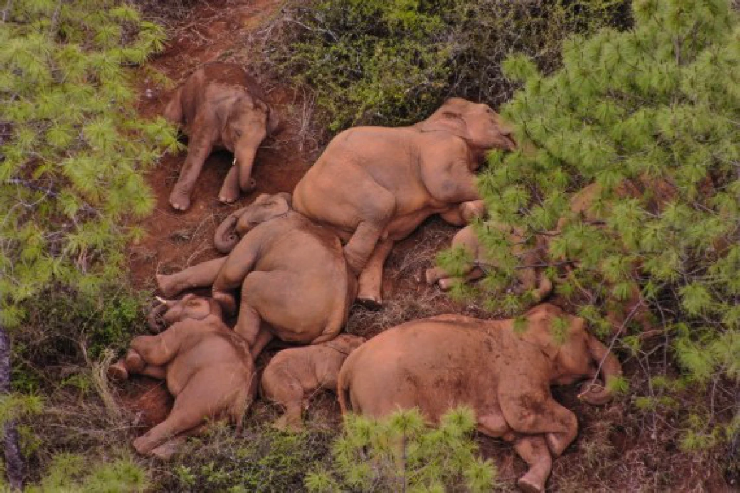 Chinas migrating elephants travel slightly northwest about 500 km from home