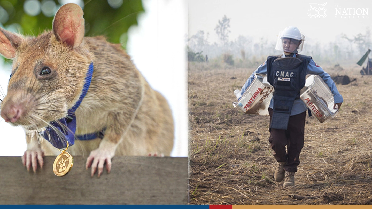 Cambodias hero rat, Magawa, is retiring after sniffing out land mines for five years Cambodias hero rat, Magawa, is retiring after sniffing out land mines for five years