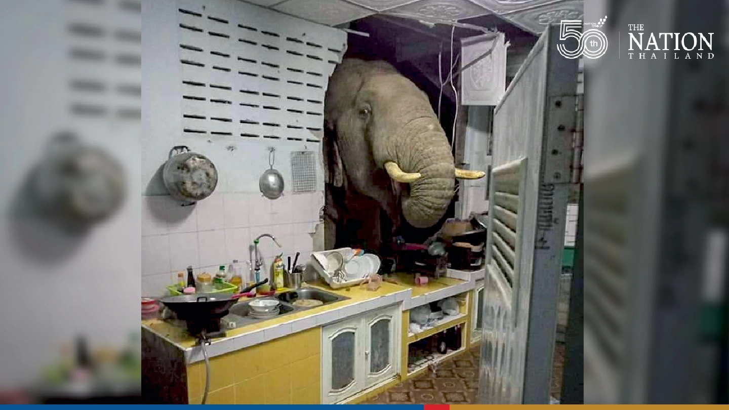 Wild elephant bulldozes his way into house in Hua Hin