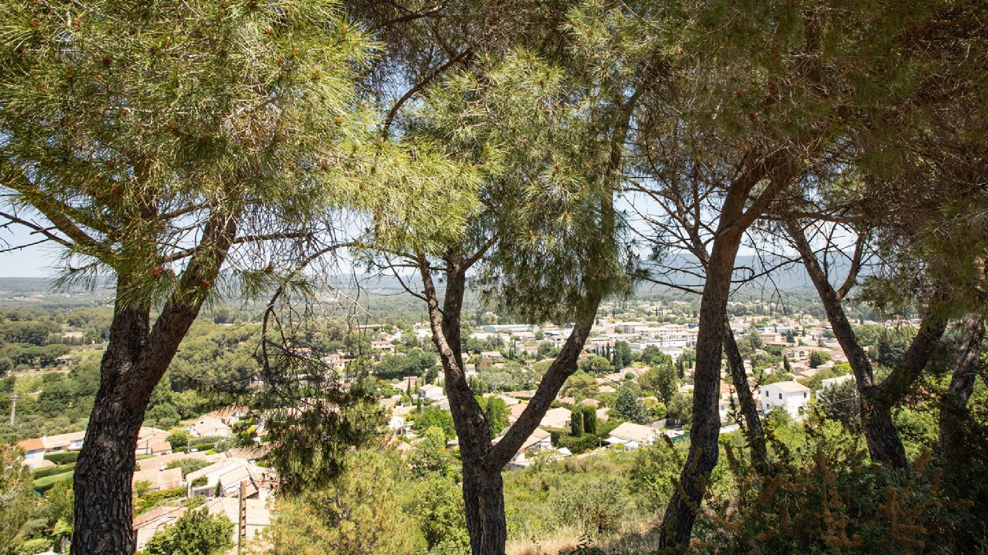 The U.S. may be ready to see cicadas gone, but this French village has a statue, a song and ceramics in their honor
