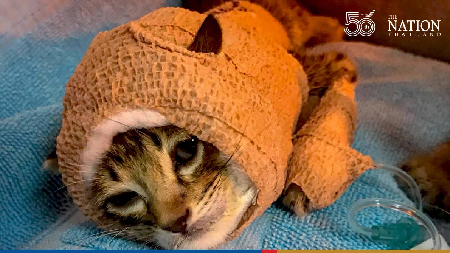Kitten Jaguar, who took on dogs, succumbs to his injuries