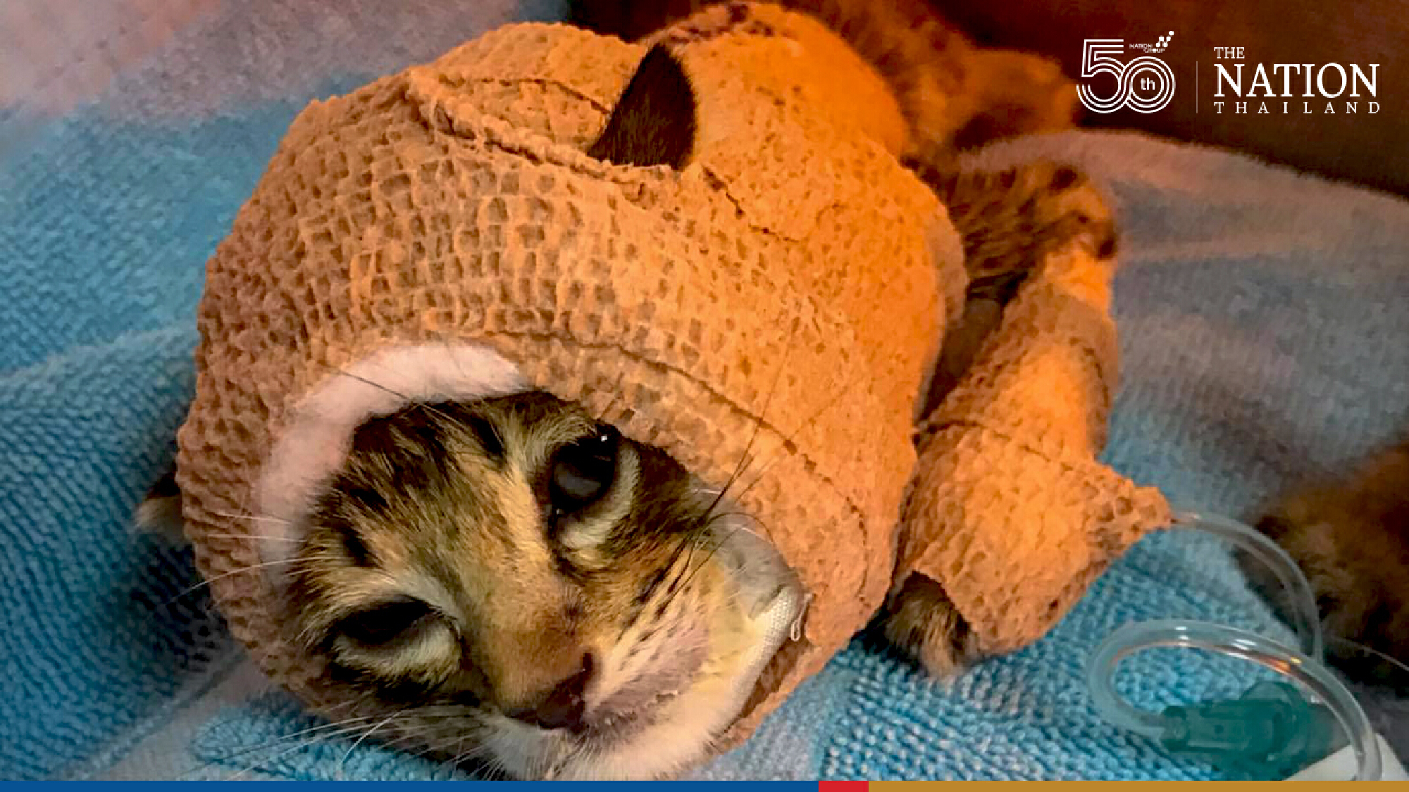Kitten Jaguar, who took on dogs, succumbs to his injuries