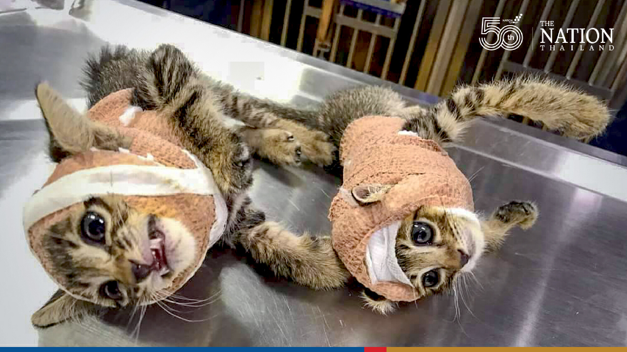 Kittens who got injured fighting dogs, recovering well in their new home