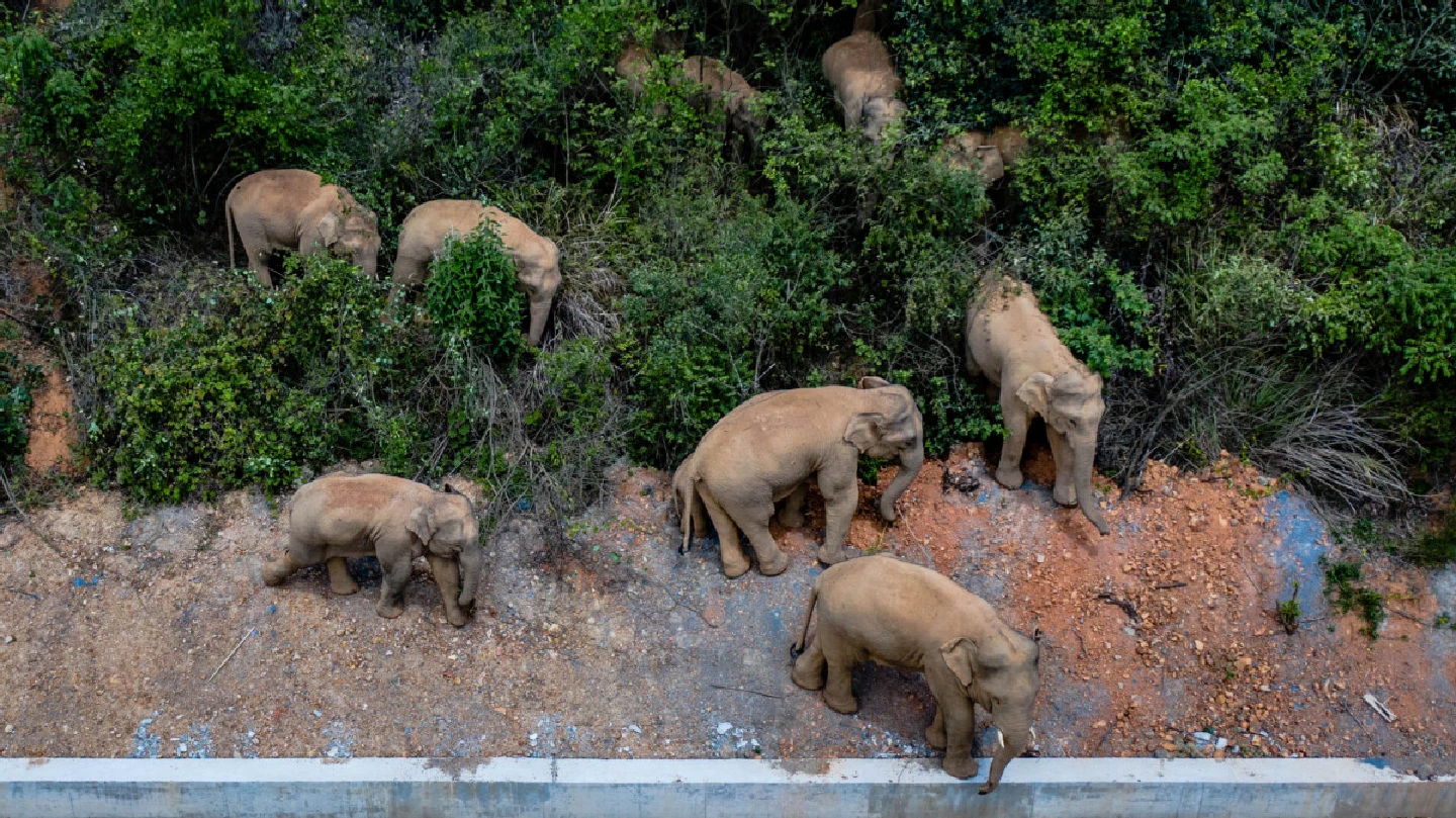 [China]  Workers try to guide elephant herd away from city