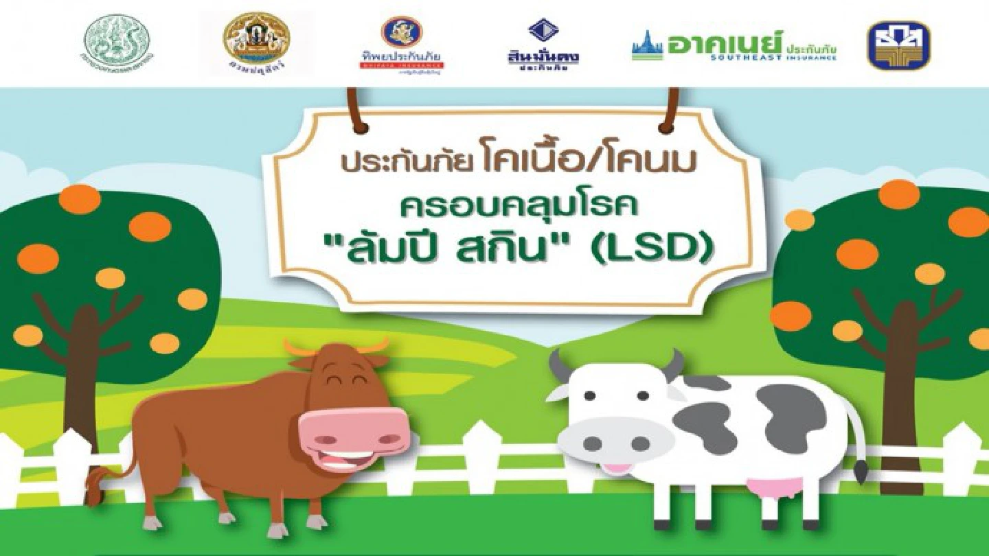 BAAC offers insurance for dairy cows, beef cattle BAAC offers insurance for dairy cows, beef cattle