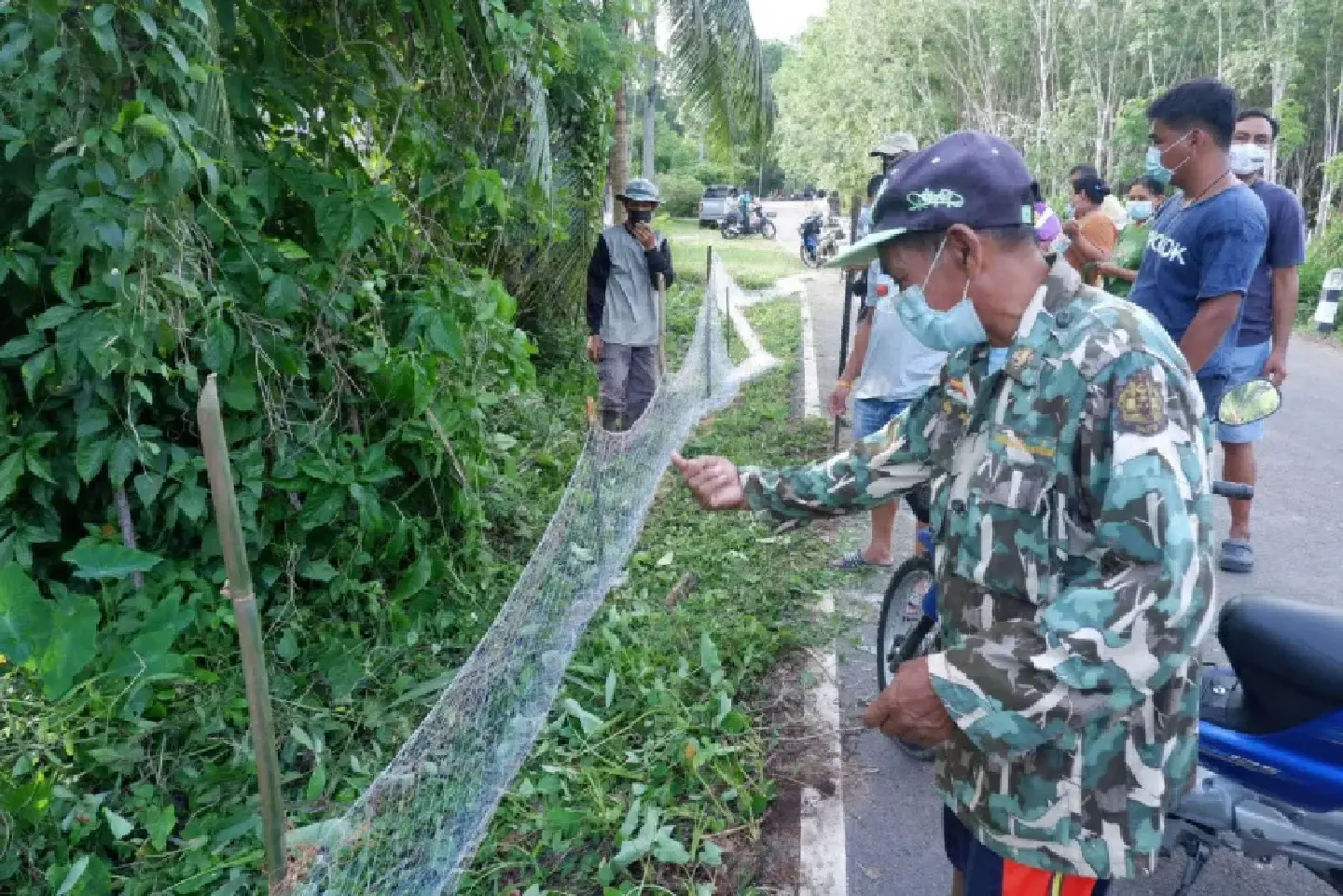 Hunt on for king cobras in Trang after over 20 seen last week Hunt on for king cobras in Trang after over 20 seen last week