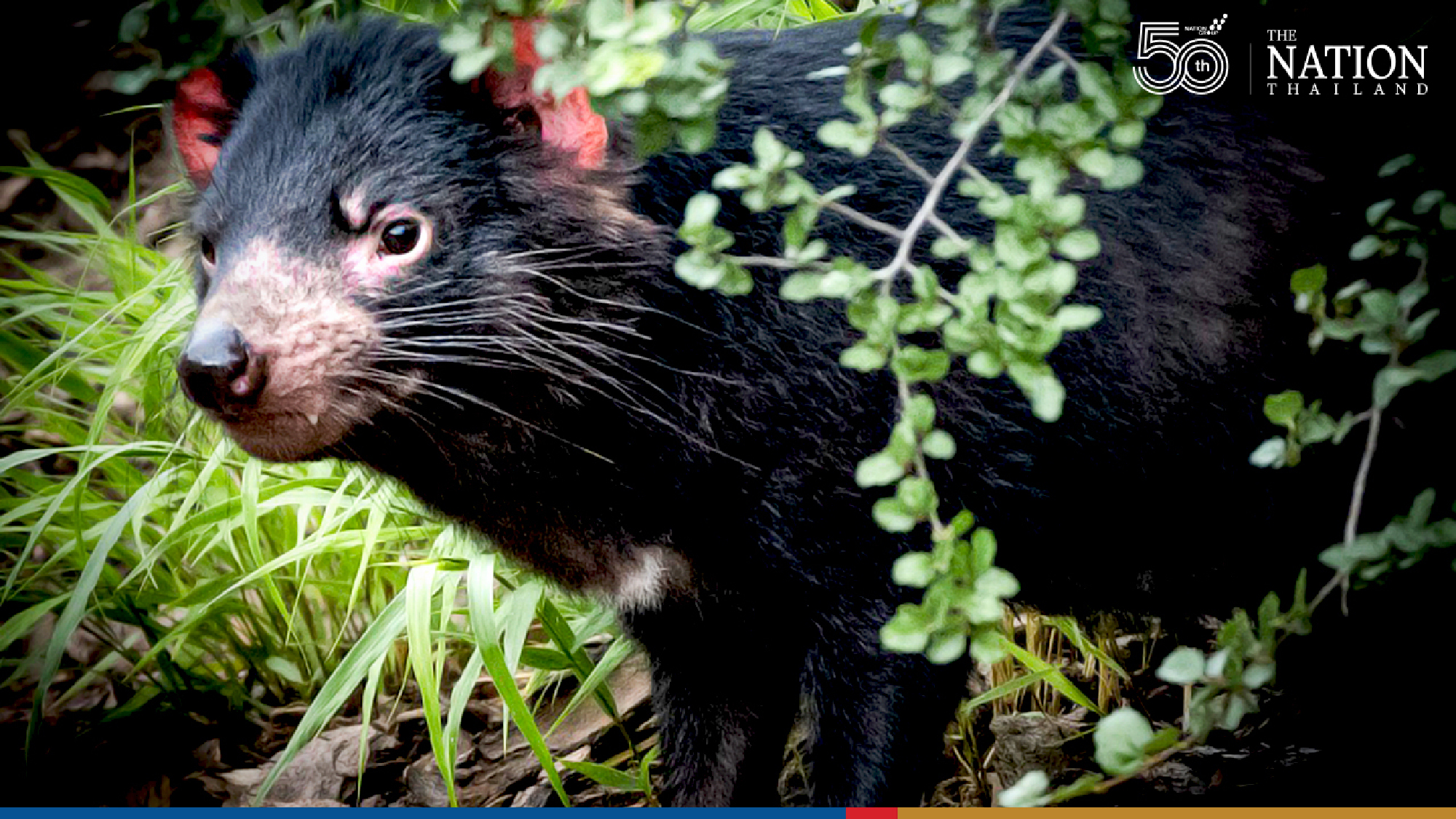 Scientists moved Tasmanian devils to protect them. Now the predatory mammals are imperiling penguins.