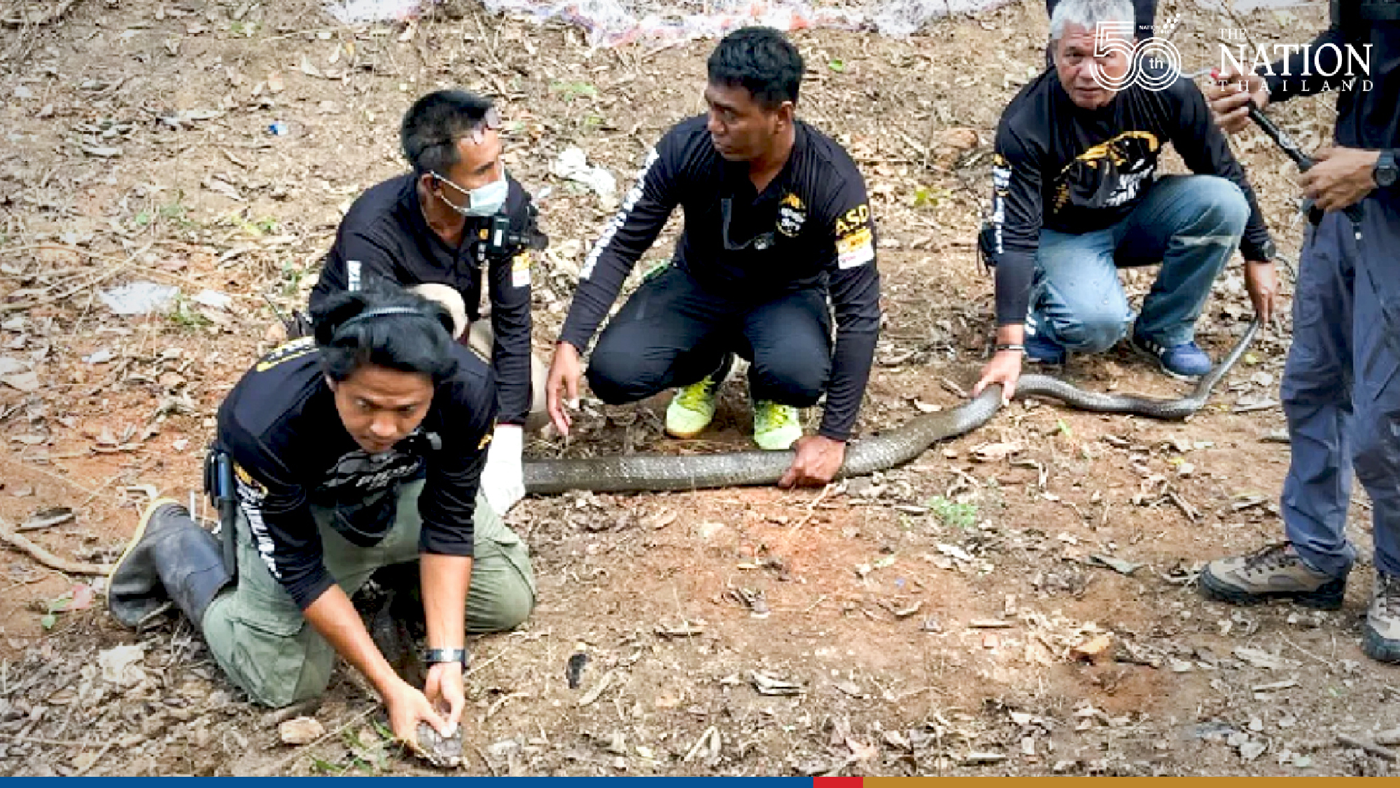Snake hunters snare two of 20 cobras terrorising Trang village