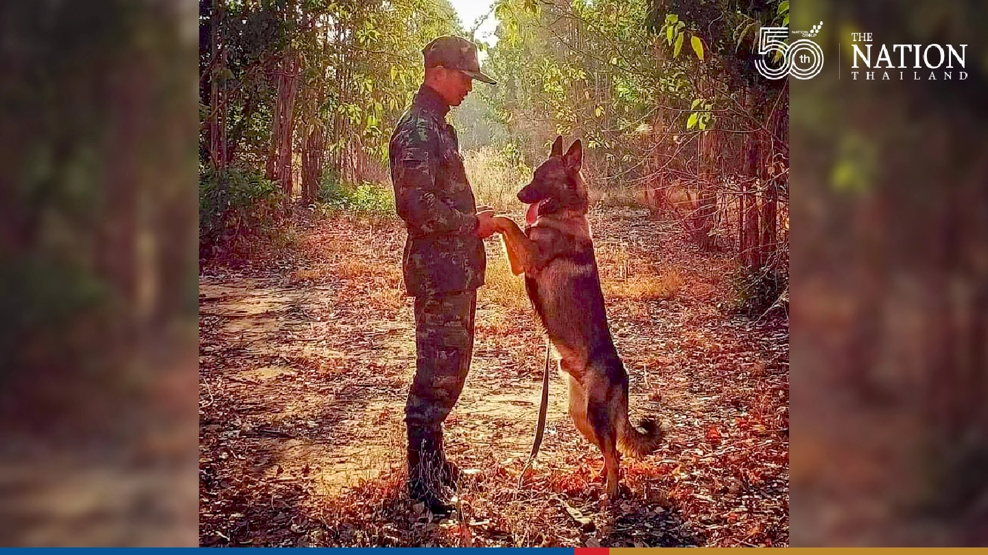 Army dog Lohan in fine fettle despite bullet wound