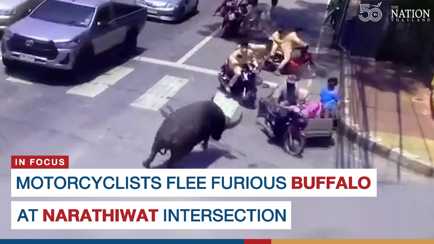 Motorcyclists flee furious buffalo at Narathiwat intersection