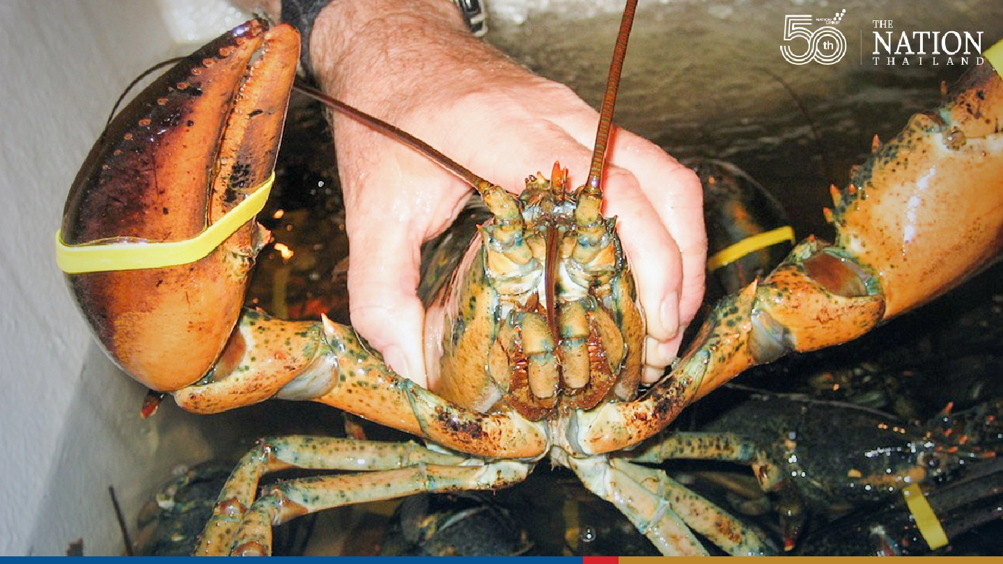 Lobsters feelings loom large as British Parliament debates animal welfare bill