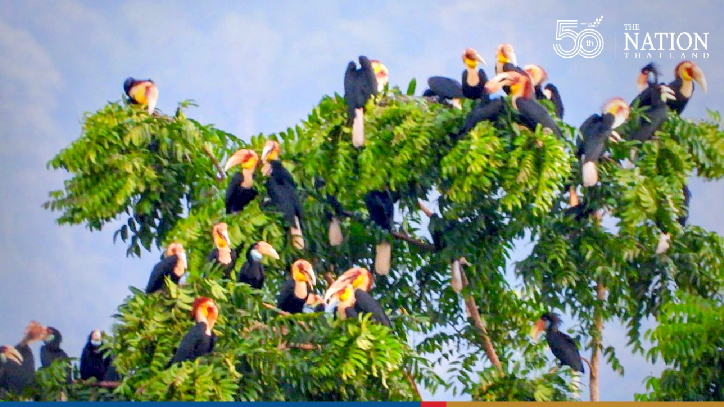 Covid closure brings rare wildlife back to Songkhla national park