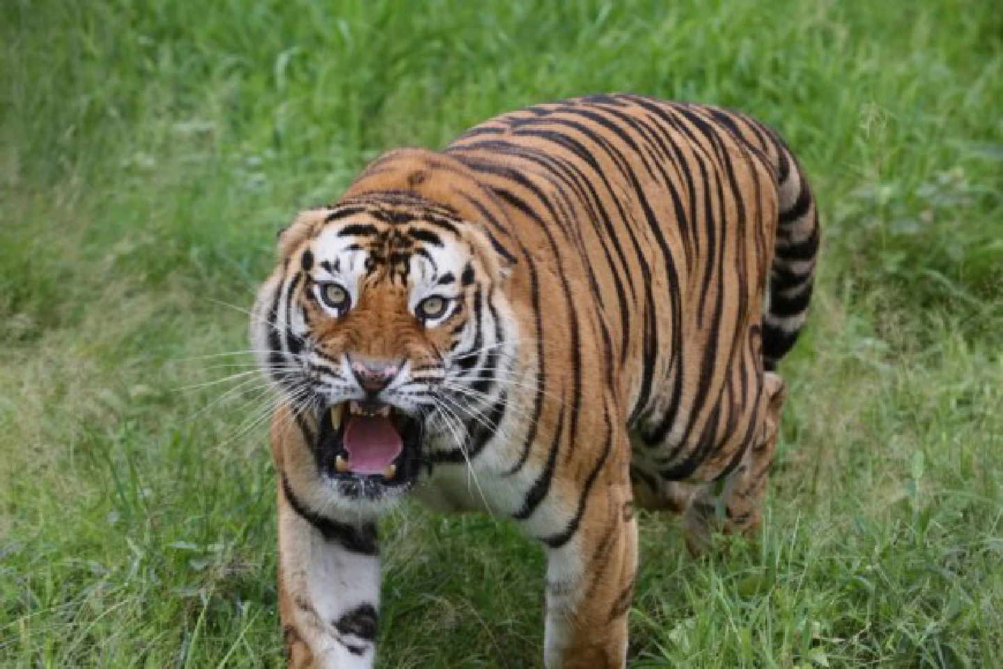 Asia Album: A closer look at tigers in India