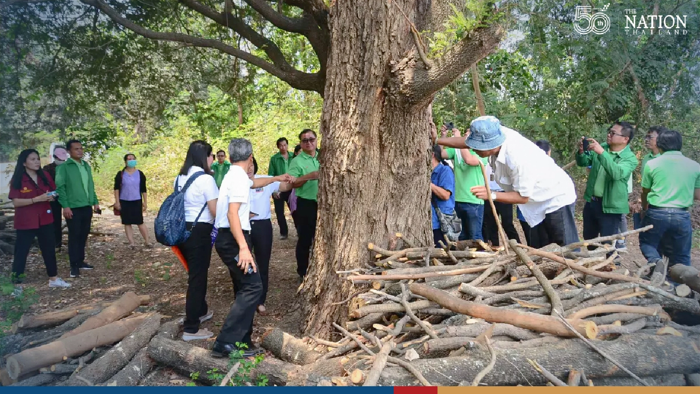More trees being offered by entrepreneurs as collateral for loans