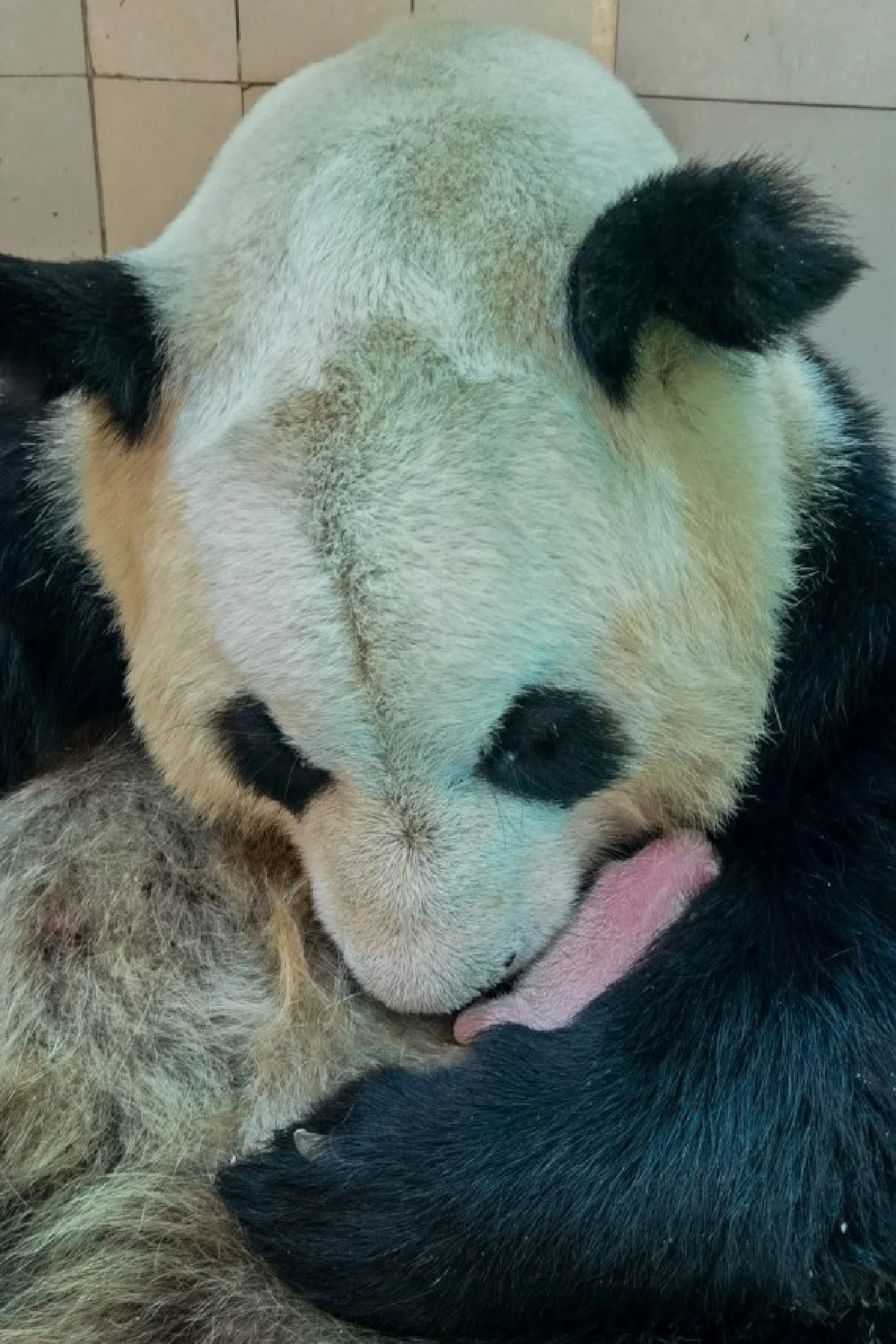 Two pairs of panda twins born on same day in Chinas Sichuan