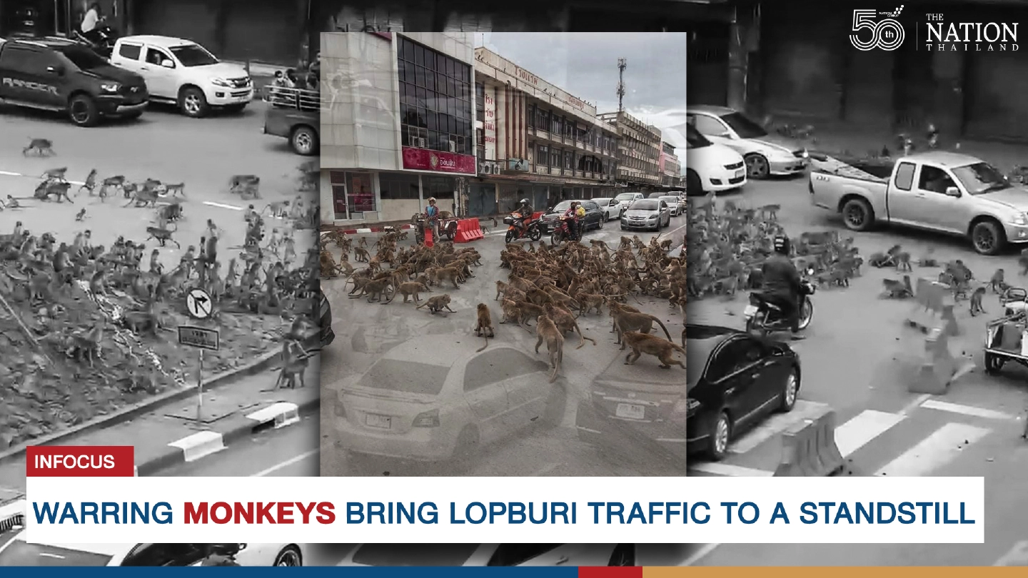 Warring monkeys bring Lopburi traffic to a standstill Warring monkeys bring Lopburi traffic to a standstill