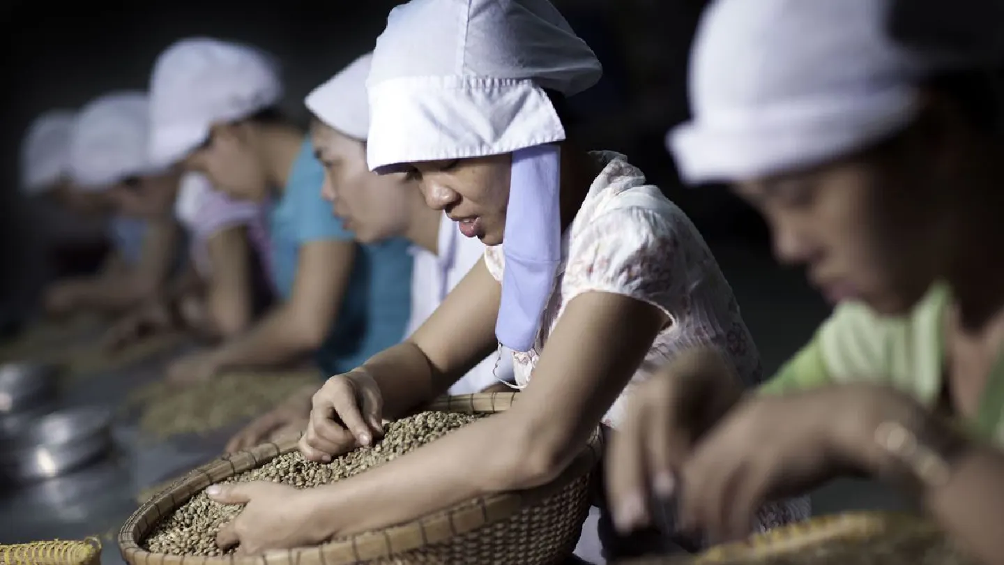 The world needs coffee but dont look to Vietnam for help The world needs coffee but dont look to Vietnam for help