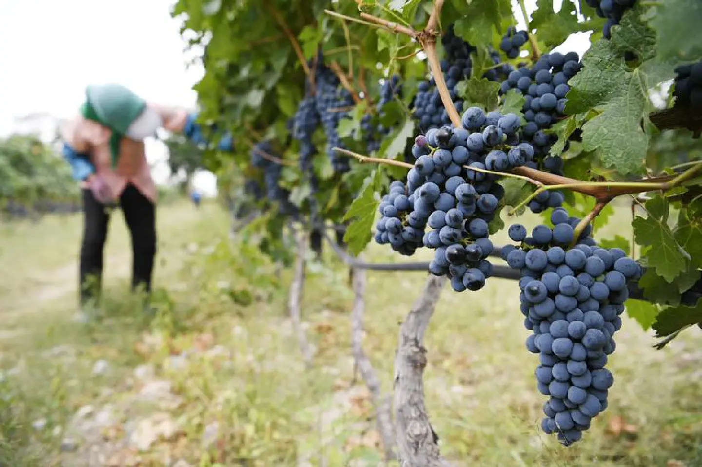 China launches pilot zone to develop wine in Gobi Desert